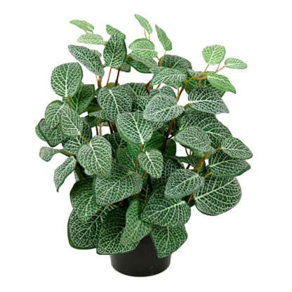 Billede af Fittonia, en kunstig plante, der med sine brogede blade ser helt ægte ud. Planten er lille men meget tæt, og den kan stå alene i en potte, eller den kan fylde ud i bunden af en større plantekasse eller potte. De dekorative blade giver lidt afveksling i alt det grønne.