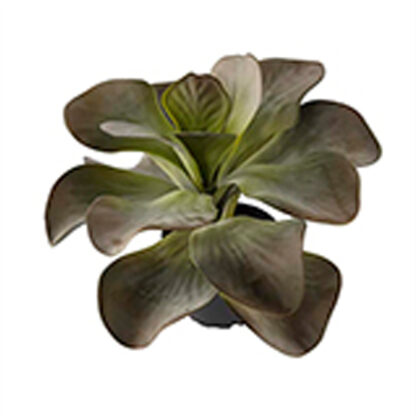 Billede af grøn Kalanchoe, en lille kunstig plante, der ser naturtro ud, men som ikke kræver nogen form for pasning. Den lille plante kan stå alene, men den danner også en flot bund i en større plantekasse eller krukke.