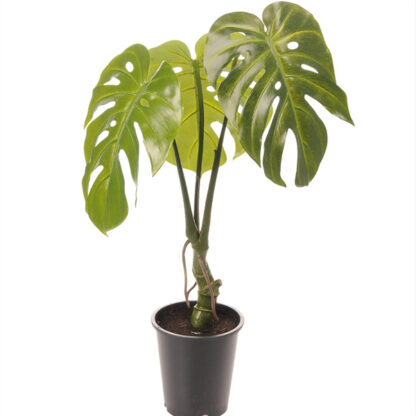 Billede af Lille Monstera, en kunstig plante, der ser helt ægte ud. En naturtro gengivelse af en tropeplante. Monstera er også kendt som fingerfilodendron.