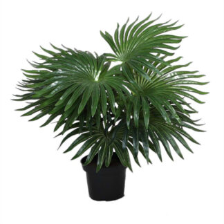 Billede af Palme, en lille kunstig plante, som er meget brugt i de danske hjem, på grund af de flotte blade. Palmen kaldes også Sommerfuglepalme.
