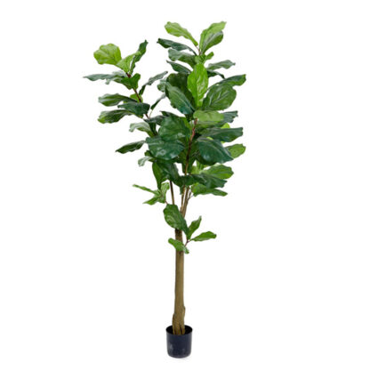 Billede af Violfigentræ, et kunstigt træ, der er velegnet til specielt de store lokaler med højt til loftet. Træet kan plantes alene i store potter, eller den kan sammensættes med mindre og mellemstore planter i plantekasser.
